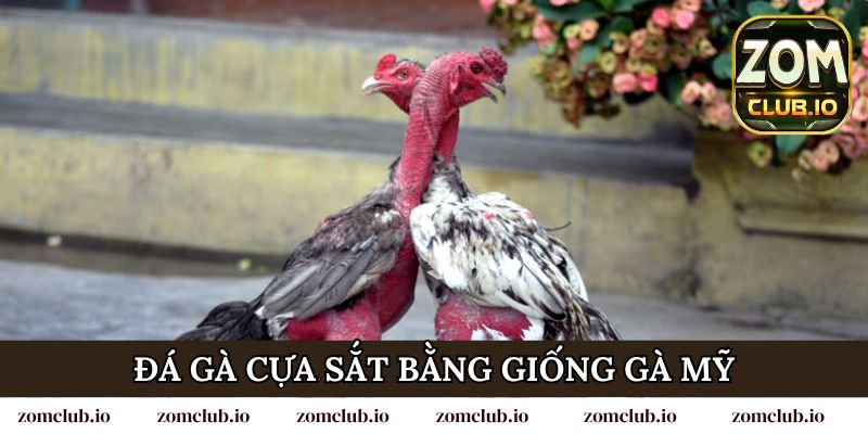 Đá gà cựa sắt bằng giống gà Mỹ