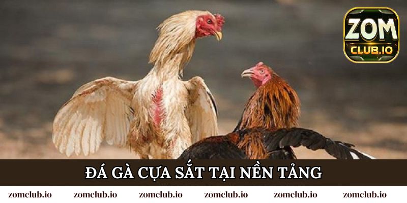 Đá gà cựa sắt tại nền tảng