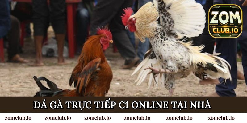 Đá gà trực tiếp C1 online tại nhà