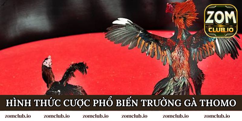 Tổng hợp 2 hình thức cược phổ biến tại trường gà Thomo