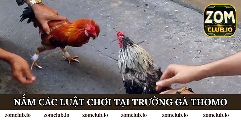Nắm các luật chơi tại trường gà Thomo của nhà cái