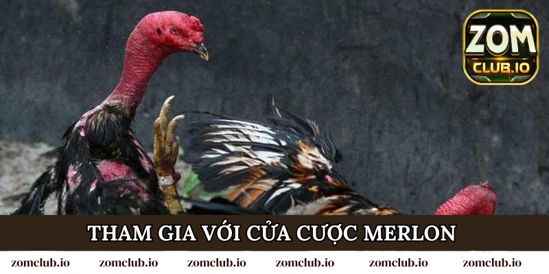 Tham gia đá gà trực tiếp C1 với hình thức cược Merlon