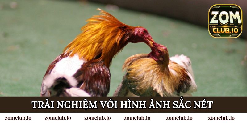 Tham gia trải nghiệm đá gà trực tiếp C1 với hình ảnh sắc nét