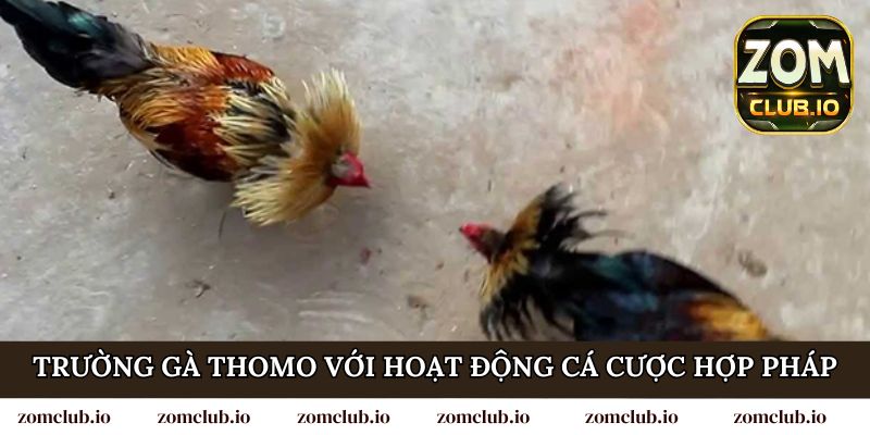 Trường gà Thomo với hoạt động cá cược hợp pháp